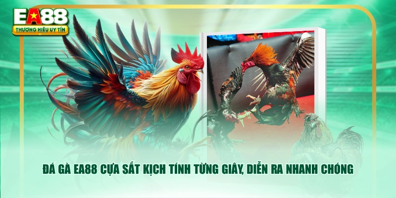Đá gà EA88 cựa sắt kịch tính từng giây, diễn ra nhanh chóng