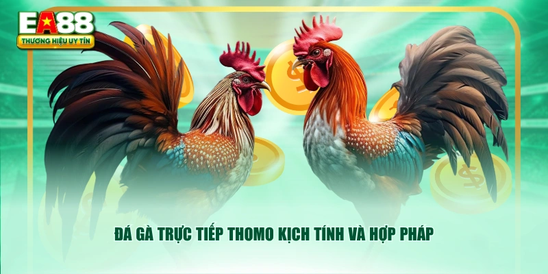 Đá gà trực tiếp Thomo kịch tính và hợp pháp